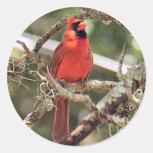 Roter männlicher Kardinal Round Stickers