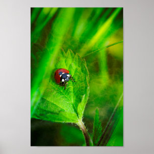 Roter Marienkäfer Poster