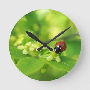 Roter Marienkäfer Runde Wanduhr