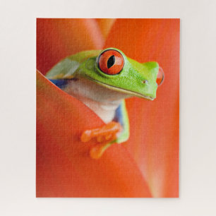 Roter mit Augen Baum Frog Nah-up, Puzzle Jigsaw