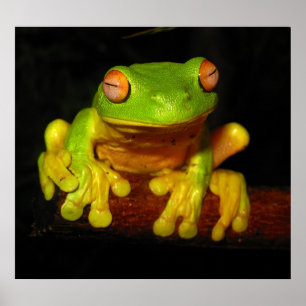 Roter mit Augen Baum-Frosch Poster