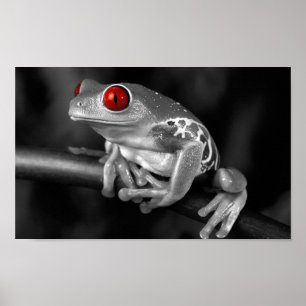 Roter mit Augen Baum-Frosch Poster