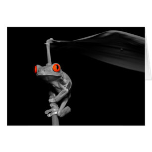 Roter Mit Augen Baumfrosch