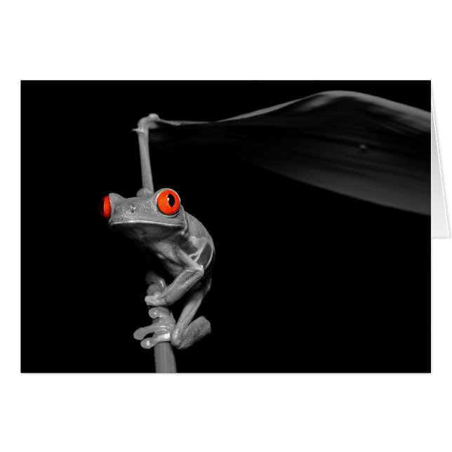 Roter Mit Augen Baumfrosch (Vorderseite (Horizontal))