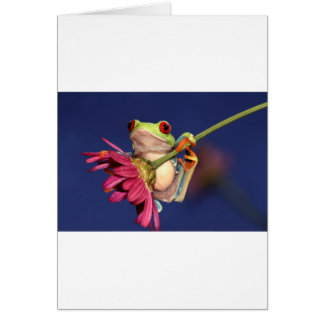 roter mit Augen Baumfrosch