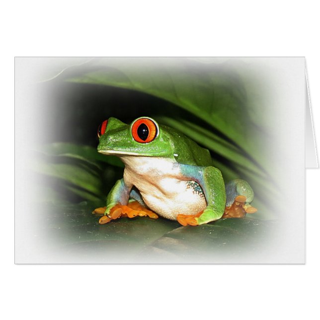 Roter mit Augen Baumfrosch (Vorderseite (Horizontal))