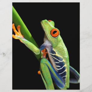 Roter mit Augen Baumfrosch
