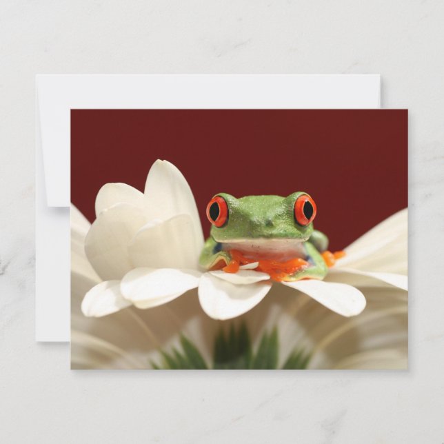 Roter mit Augen Baumfrosch (Vorderseite)