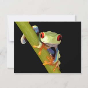 Roter mit Augen Baumfrosch