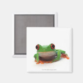 Roter mit Augen Baumfrosch 2 Magnet (Vorderseite/Rückseite)