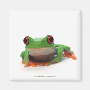Roter mit Augen Baumfrosch 2 Magnet