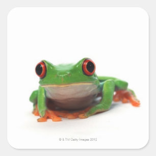 Roter mit Augen Baumfrosch 2 Quadratischer Aufkleber