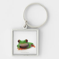 Roter mit Augen Baumfrosch 2