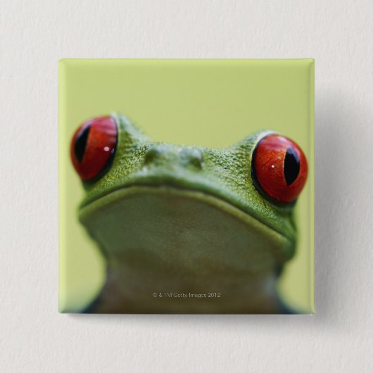 Roter mit Augen Baumfrosch (Agalychnis callidryas) Button (Vorderseite)