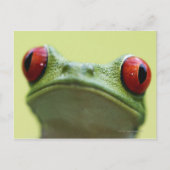 Roter mit Augen Baumfrosch (Agalychnis callidryas) Postkarte (Vorderseite)