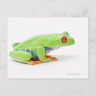 Roter Mit Augen Baumfrosch (Agalychnis Callidryas) Postkarte