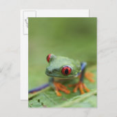 Roter mit Augen Baumfrosch (Agalychnis callidryas) Postkarte (Vorne/Hinten)