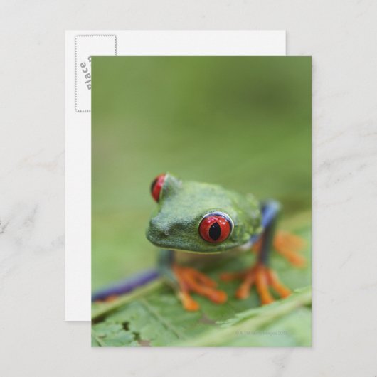 Roter mit Augen Baumfrosch (Agalychnis callidryas) Postkarte (Vorne/Hinten)