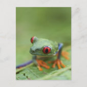 Roter mit Augen Baumfrosch (Agalychnis callidryas) Postkarte (Vorderseite)