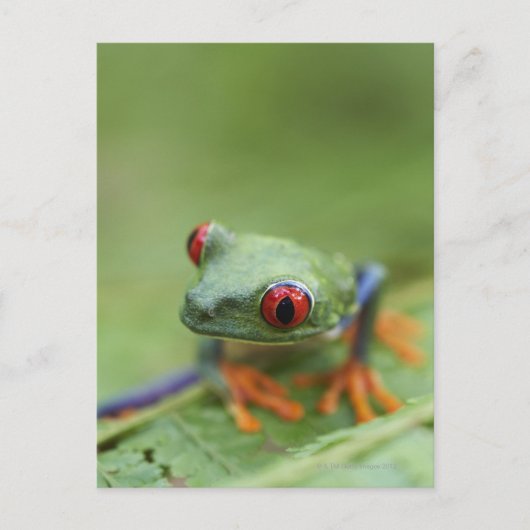 Roter mit Augen Baumfrosch (Agalychnis callidryas) Postkarte (Vorderseite)