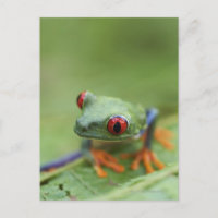 Roter mit Augen Baumfrosch (Agalychnis callidryas)