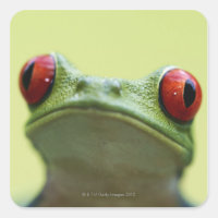 Roter mit Augen Baumfrosch (Agalychnis callidryas)