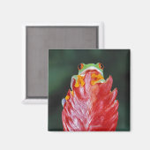Roter Mit Augen Baumfrosch am Leaf Magnet (Vorderseite/Rückseite)