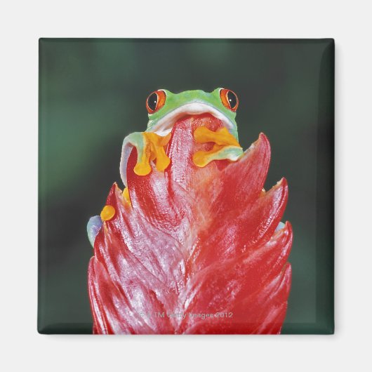 Roter Mit Augen Baumfrosch am Leaf Magnet (Vorne)