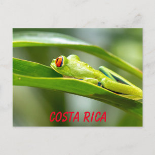 Roter Mit Augen Baumfrosch aus Costa Rica auf der Postkarte