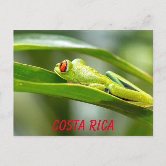 Roter Mit Augen Baumfrosch aus Costa Rica auf der  Postkarte (Vorderseite)