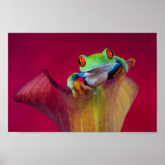 Roter mit Augen Baumfrosch in roter Blume Poster