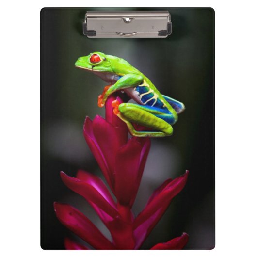 Roter mit Augen Baumfrosch Klemmbrett (Vorderseite)
