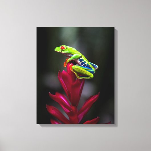Roter mit Augen Baumfrosch Leinwanddruck (Vorderseite)
