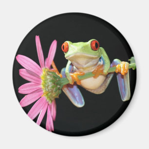 roter mit Augen Baumfrosch Magnet