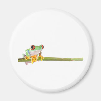 Roter mit Augen Baumfrosch Magnet
