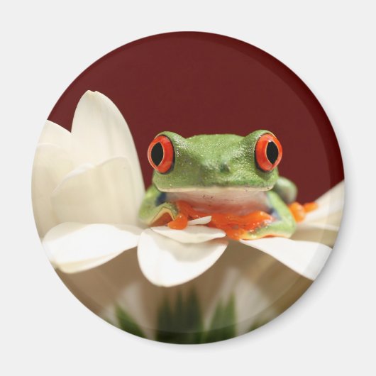 Roter mit Augen Baumfrosch Magnet (Vorne)