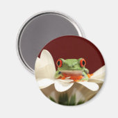 Roter mit Augen Baumfrosch Magnet (Vorderseite/Rückseite)