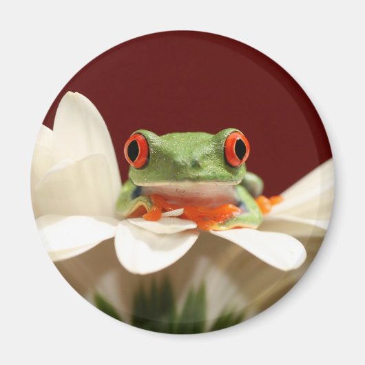 Roter mit Augen Baumfrosch Magnet (Vorne)