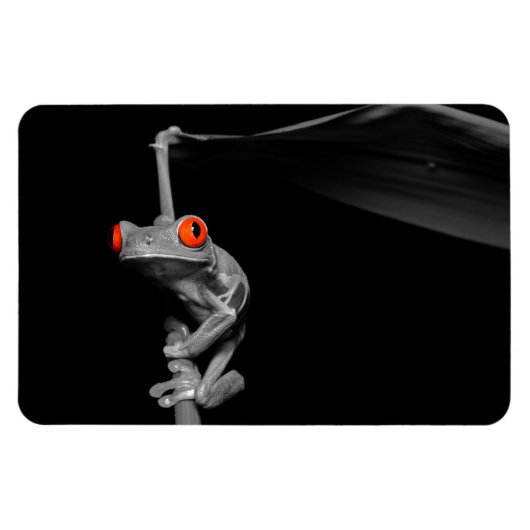 Roter Mit Augen Baumfrosch Magnet (Horizontal)