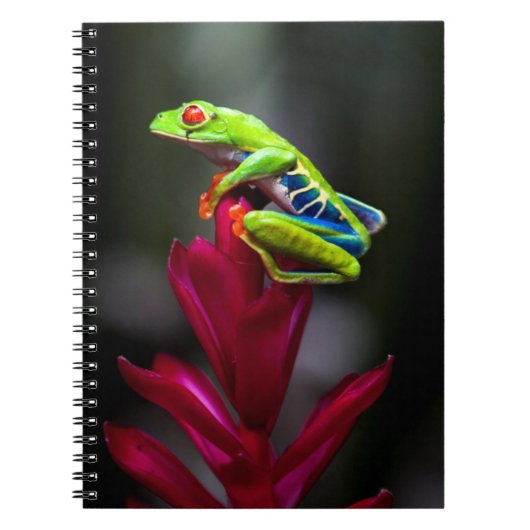 Roter mit Augen Baumfrosch Notizblock (Vorderseite)