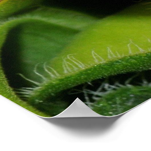 Roter mit Augen Baumfrosch Poster (Ecke)