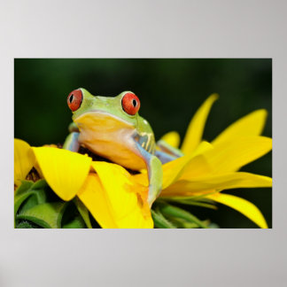 Roter mit Augen Baumfrosch Poster