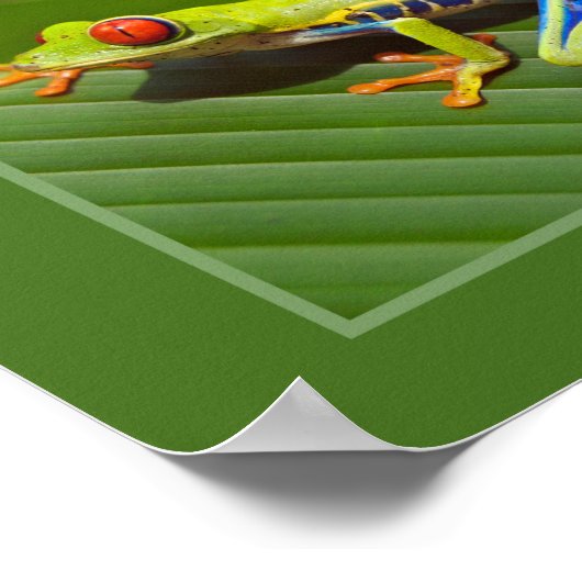 Roter Mit Augen Baumfrosch Poster (Ecke)