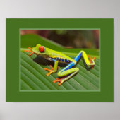 Roter Mit Augen Baumfrosch Poster (Vorne)