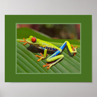 Roter Mit Augen Baumfrosch Poster