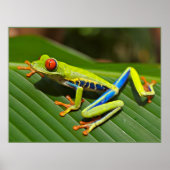 Roter mit Augen Baumfrosch Poster (Vorne)