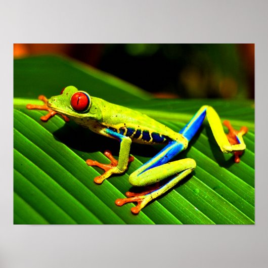 Roter mit Augen Baumfrosch Poster (Vorne)