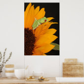 Roter mit Augen Baumfrosch Poster (Küche)