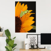 Roter mit Augen Baumfrosch Poster (Heimbüro)