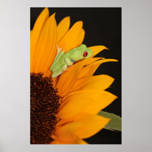 Roter mit Augen Baumfrosch Poster